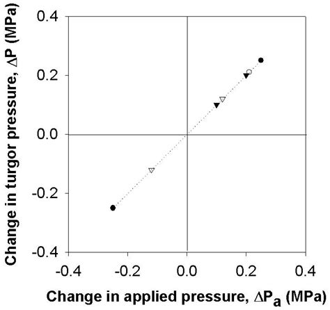 The Relationship between Turgor Pressure Change and Cell Hydraulics of ...