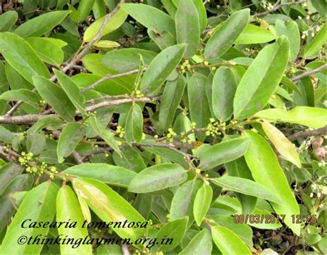 Medicinal Plant Details