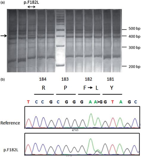 Image result for Conformational Polymorphism