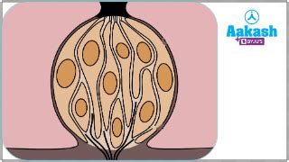 Alimentary Canal Structure, Buccal Cavity & Intestine | AESL