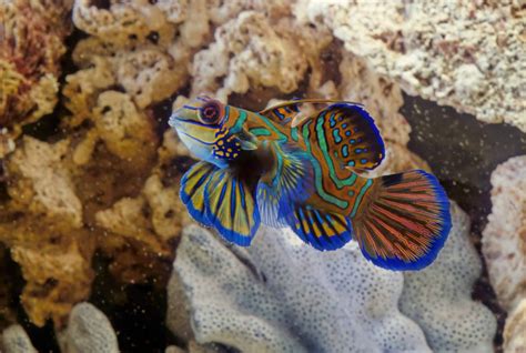 Image result for Interpreter Example in Python