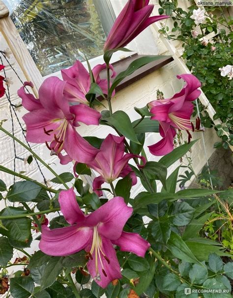 Интернет-магазин "Русский огород" - ncsemena.ru - «Если вы хотите ...