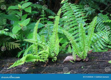Fern Plants Cover the Ground of the Natural Forest. Stock Photo - Image ...