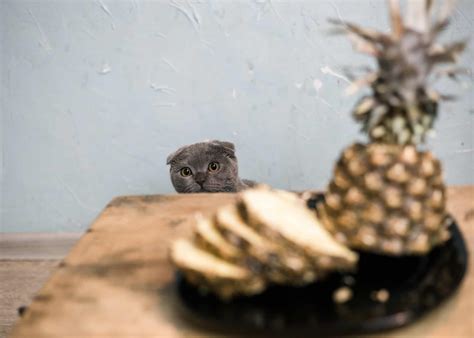 Can Cats Eat Pineapple? Know Its Pros & Cons + 3 Best Recipes!