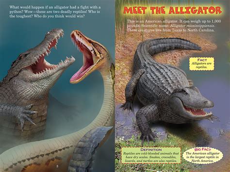 Image result for Alligator Vs Python Read Aloud