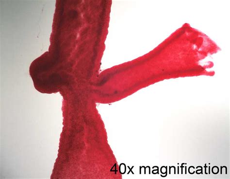 Micro Science Microscope Set 的图像结果