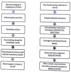 Acute Osteomyelitis - Medical Science Optional Notes for UPSC PDF Download