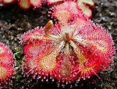Image result for Top 10 Carnivorous Plants