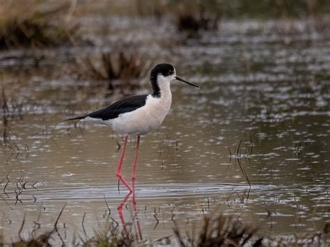 Isle of Wight Ornithological Group - Birdwatching around Brading Marshes