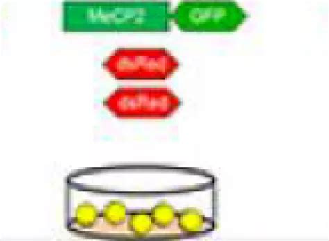 Blue Bird Circle Rett Center Research | Texas Children's