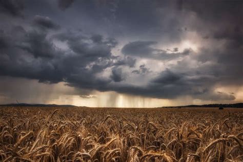 How do meteorologists predict the weather?