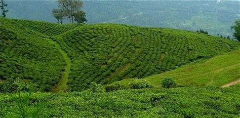 Tea Tourism in India, Tea Estates in India, Top Tea Gardens in India