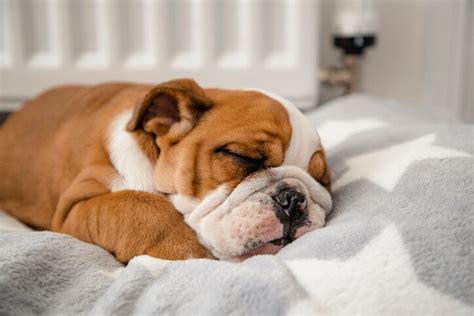 How to Get Your Puppy on a Healthy Sleeping Schedule | PetMD