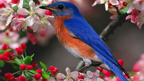 精致可爱小鸟—动物图片—美图美秀