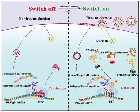 Generation of Premature Termination Codon (PTC)-Harboring Pseudorabies ...