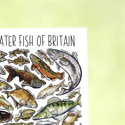 Freshwater Fish Of Britain Greeting Card By Alexia Claire