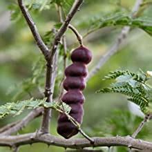 Buy Vegetal Hair Conditioner 100 gms - Made of 100% natural bio-active ...