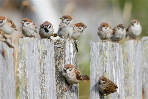 Birds That Look Like Sparrows: Can You Spot the Difference?