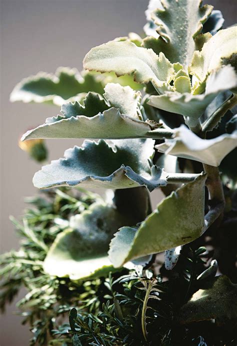21 Best Silver Foliage Plants For Australian Gardens