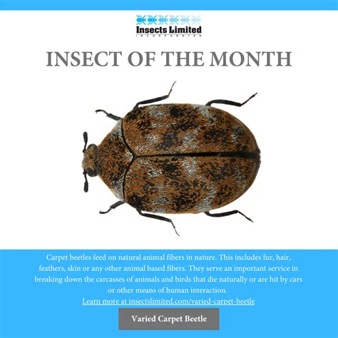 Carpet Beetle