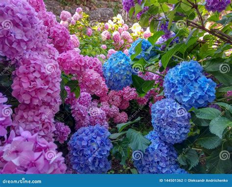 Hydrangea is Pink, Blue, Violet, Purple Bushes of Flowers are Blooming ...