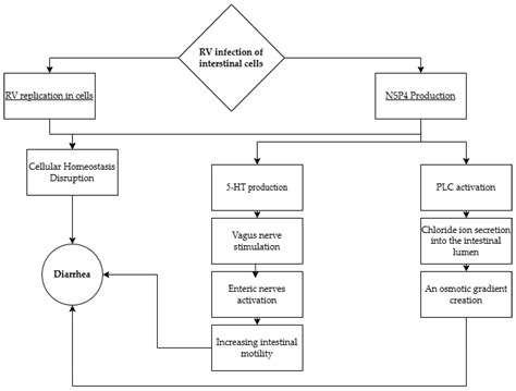 Rotavirus Infections: Pathophysiology, Symptoms, and Vaccination