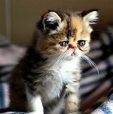 gatti persiani it allevamento shirin gatti persiani ed esotici gatti persiani it allevamento shirin gatti persiani ed esotici