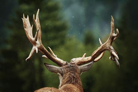 野生动物鹿角素材图片免费下载-千库网