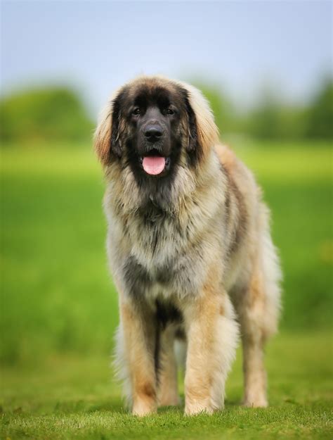 20 Big Fluffy Dog Breeds - Big Fluffy Dogs