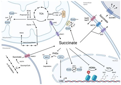 Succinate as a New Actor in Pluripotency and Early Development?