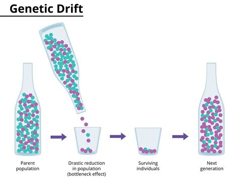 Genetic Drift Founder Effect