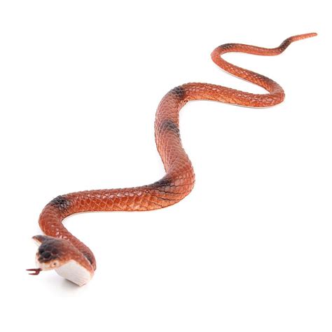 Buy MYADDICTION 18 Inch King Cobra Snake Model Pretend Trick Toy Online ...