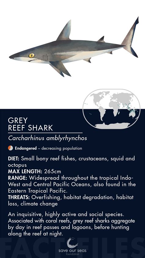 Gray Reef Shark