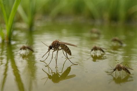 Mosquito Size Myths Verified