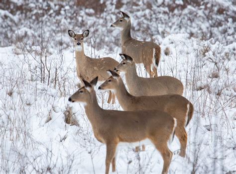 How Long Do Deer Live? | Outdoor Life