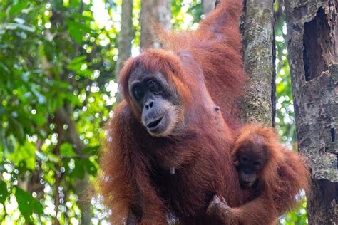 2026 Bukit Lawang Orangutan Trekking from Medan (with Reviews)