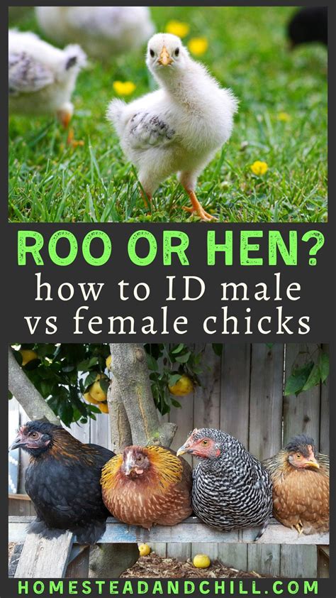 How to tell hens and roosters apart rooster vs hen differences – Artofit