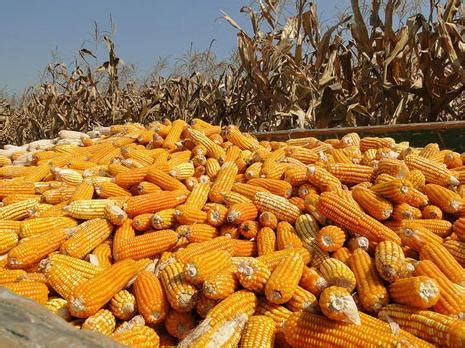 玉米价格创历史新高-玉米价格最新行情2021 - 见闻坊