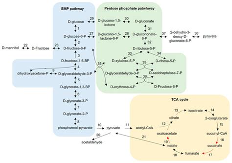 Comparative Genomics of Acetic Acid Bacteria within the Genus Bombella ...