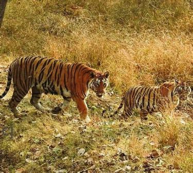 Sariska Safari Booking, Sariska Online Safari Booking