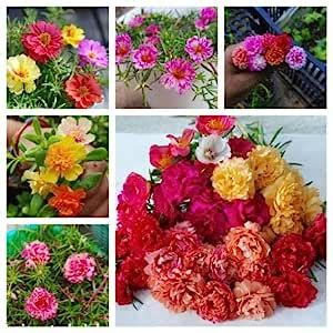 Portulaca Set of 20 plants unrooted 20 different varieties single or ...