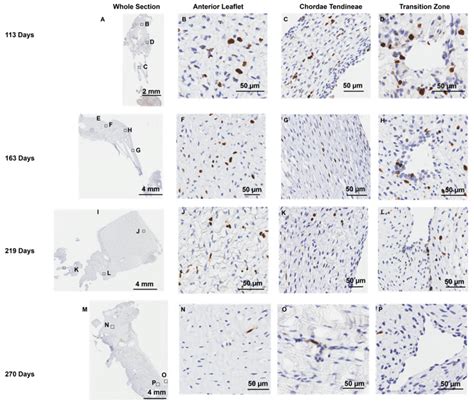 New Insights on the Formation of the Mitral Valve Chordae Tendineae in ...