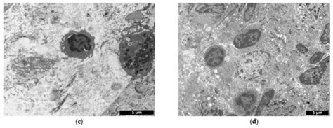 Biocompatibility Study of Hydrogel Biopolymer Scaffold with ...