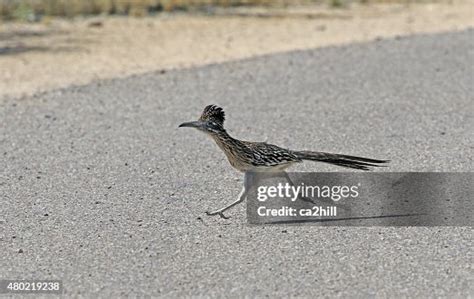 Real Road Runner Running 的图像结果