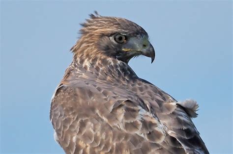 The Vineyard Gazette - Martha's Vineyard News | Hawk Season