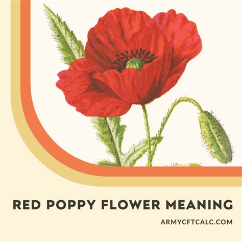 Poppy Flower Meaning: A Deep Dive into Military Remembrance - Army CFT ...