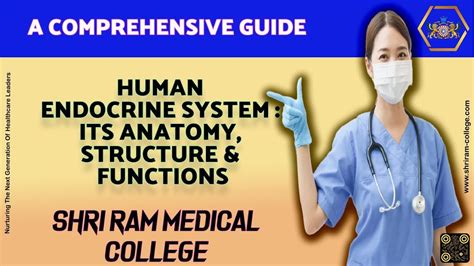Endocrine System Function and Structure 的图像结果