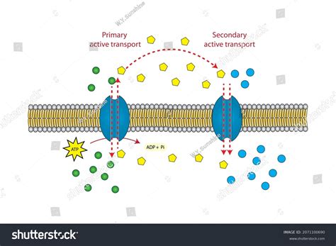 Active Transport Diagram Pearson