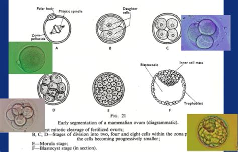 Image result for Embryo Face Formation