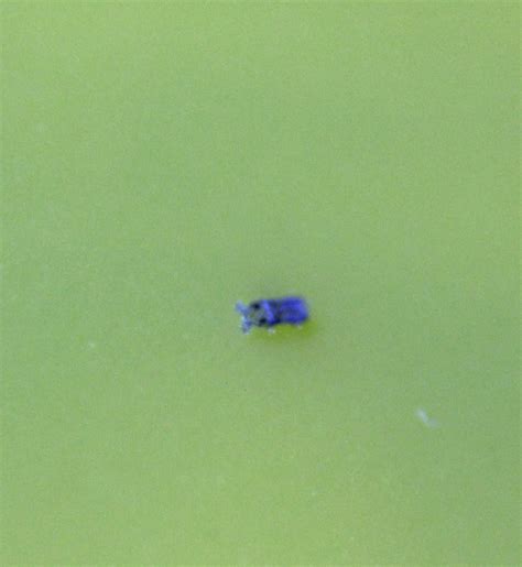 Image result for Springtail Identification